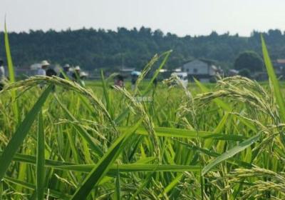 「重磅新闻」全国最大的超级杂交水稻基地建成投产，总面积达3000亩！