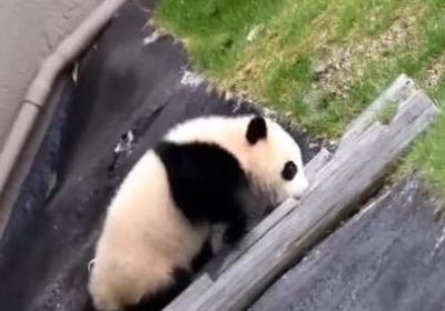 熊猫故事：一只腼腆的熊猫与他的拯救之旅
