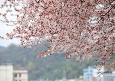 「游走在樱花季」-七月樱花网的神奇之旅