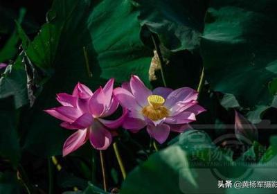 七月准备绽放的美丽花卉盘点