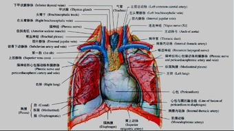 题目：鱼儿的心脏在身体内的位置不同，有的鱼儿心脏外露，真的吗？,题目：鱼儿的心脏在身体内的位置不同，有的鱼儿心脏外露，真的吗？,第1张