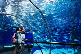 郑州水族世界：稀世珍品与科技融合的海底王国,郑州水族世界：稀世珍品与科技融合的海底王国,第2张