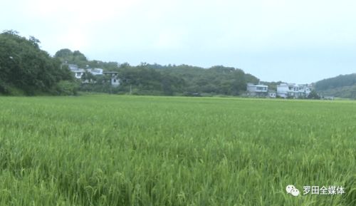 「重磅新闻」全国最大的超级杂交水稻基地建成投产，总面积达3000亩！,「重磅新闻」全国最大的超级杂交水稻基地建成投产，总面积达3000亩！,第2张