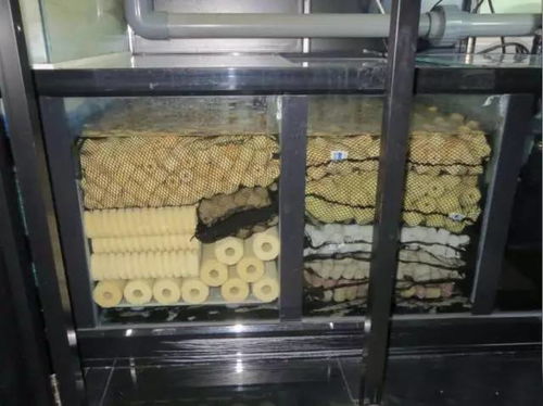 水晶虾蓬勃发展的秘密：打造自己的水生态系统,水晶虾蓬勃发展的秘密：打造自己的水生态系统,第2张