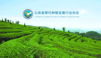 如何设计与制作网页：云南神秘水域中的绿色宝藏-螺旋藻,如何设计与制作网页：云南神秘水域中的绿色宝藏-螺旋藻,第3张