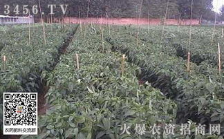 如何免费开自己的网站：深入探讨金针菇的种植与收割技术,如何免费开自己的网站：深入探讨金针菇的种植与收割技术,第1张