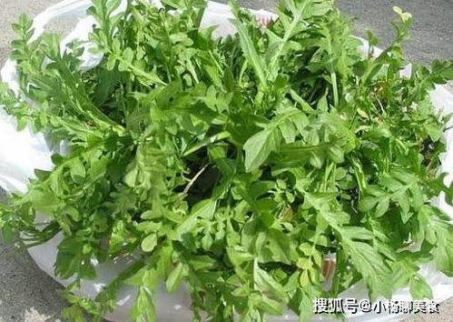 北京市建设工程信息网官网：不同品种的犬只，哪一种最适合担任守护者？,北京市建设工程信息网官网：不同品种的犬只，哪一种最适合担任守护者？,第2张