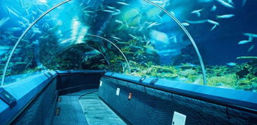 郑州水族世界：稀世珍品与科技融合的海底王国,郑州水族世界：稀世珍品与科技融合的海底王国,第3张