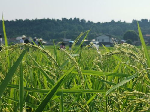 「重磅新闻」全国最大的超级杂交水稻基地建成投产，总面积达3000亩！,「重磅新闻」全国最大的超级杂交水稻基地建成投产，总面积达3000亩！,第1张