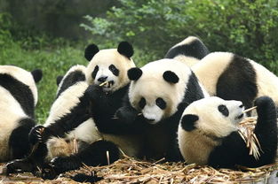 如何通过网络营销让大熊猫备受关注？,如何通过网络营销让大熊猫备受关注？,第3张