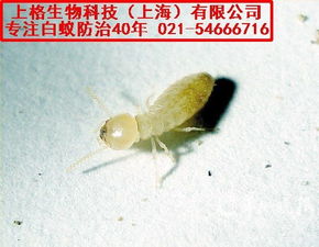 揭秘上海白蚁防治所的高效防治方法,揭秘上海白蚁防治所的高效防治方法,第1张