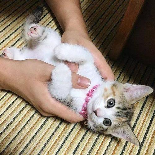 猫咪舔你的原因和心理分析，不是因为他们爱你,猫咪舔你的原因和心理分析，不是因为他们爱你,第2张