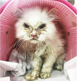 深圳的流浪猫们想要被领养，你会给它们一个家吗？,深圳的流浪猫们想要被领养，你会给它们一个家吗？,第2张