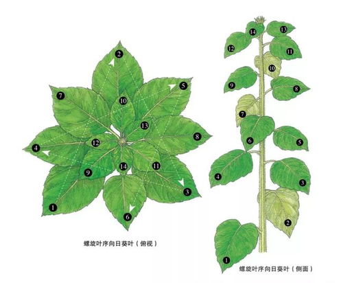 探寻叶子猪的神秘世界,探寻叶子猪的神秘世界,第1张