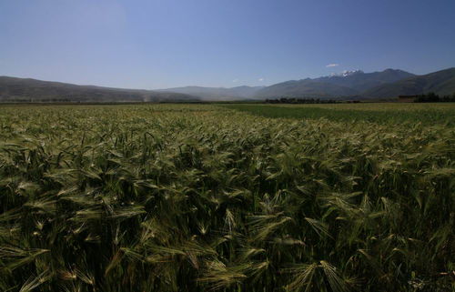粮食种植和金融有什么关系？,粮食种植和金融有什么关系？,第3张