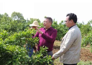 孝昌槐荫论坛：探讨建设美丽乡村的路线,孝昌槐荫论坛：探讨建设美丽乡村的路线,第2张