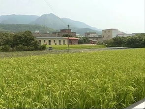 孝昌槐荫论坛：探讨建设美丽乡村的路线,孝昌槐荫论坛：探讨建设美丽乡村的路线,第3张
