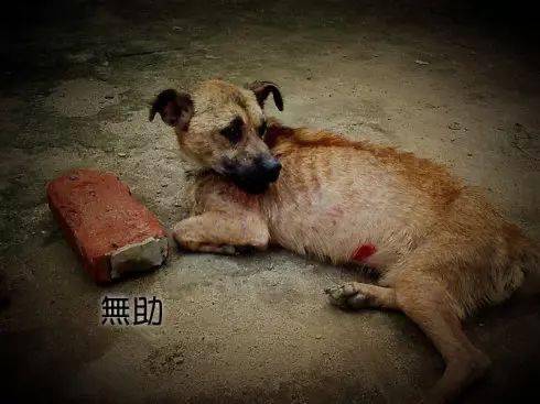深圳的流浪猫们想要被领养，你会给它们一个家吗？,深圳的流浪猫们想要被领养，你会给它们一个家吗？,第3张