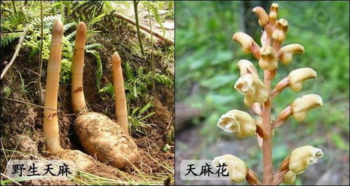 红花之谜：揭秘红罂粟的历史与现状,红花之谜：揭秘红罂粟的历史与现状,第1张