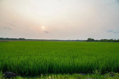 狼与雨,狼与雨,第1张