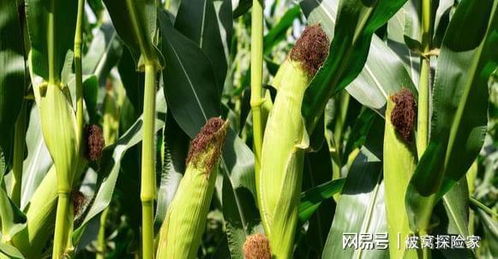 如何挑选适合农村种植的作物？,如何挑选适合农村种植的作物？,第1张