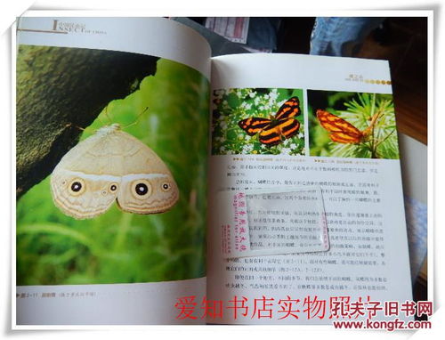 「探索昆虫奇妙世界：中国昆虫网」-以官方网站为切入点，一起探寻昆虫王国的神秘,「探索昆虫奇妙世界：中国昆虫网」-以官方网站为切入点，一起探寻昆虫王国的神秘,第1张