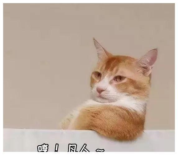 猫咪舔你的原因和心理分析，不是因为他们爱你,猫咪舔你的原因和心理分析，不是因为他们爱你,第1张