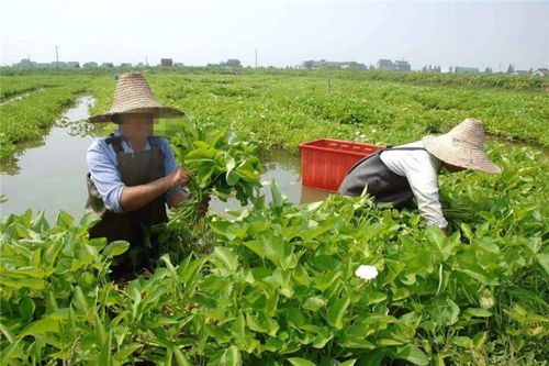 如何挑选适合农村种植的作物？,如何挑选适合农村种植的作物？,第2张