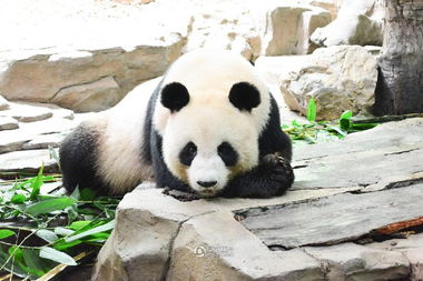 如何通过网络营销让大熊猫备受关注？,如何通过网络营销让大熊猫备受关注？,第1张