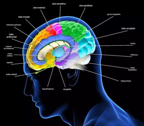 科学证实中文语言天生优越，只需部分大脑区域即可实现语言理解和表达,科学证实中文语言天生优越，只需部分大脑区域即可实现语言理解和表达,第2张