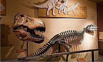 「科普」走进恐龙的世界-重构古生物时代的奇妙之旅,「科普」走进恐龙的世界-重构古生物时代的奇妙之旅,第1张