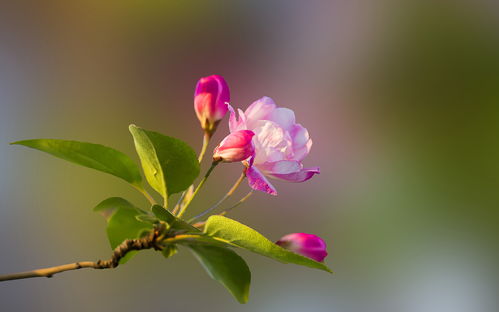走进小海棠，探寻爱情秘密的花园,走进小海棠，探寻爱情秘密的花园,第3张