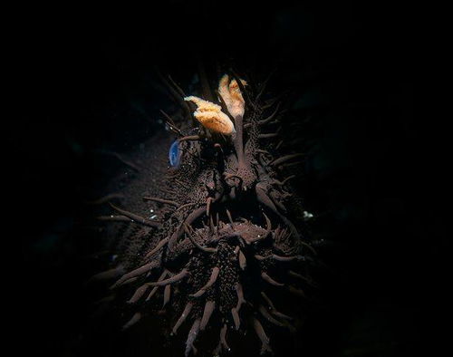 重庆市郊森林中的神秘生物摊,重庆市郊森林中的神秘生物摊,第3张