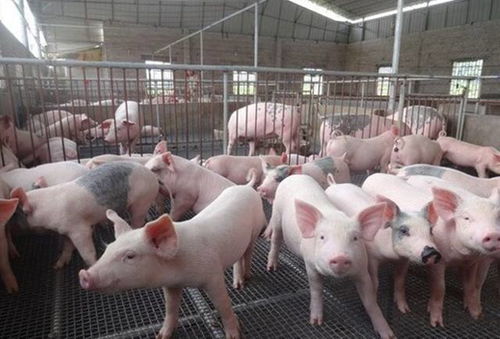 探寻中国家禽养殖行业的现状和趋势,探寻中国家禽养殖行业的现状和趋势,第2张