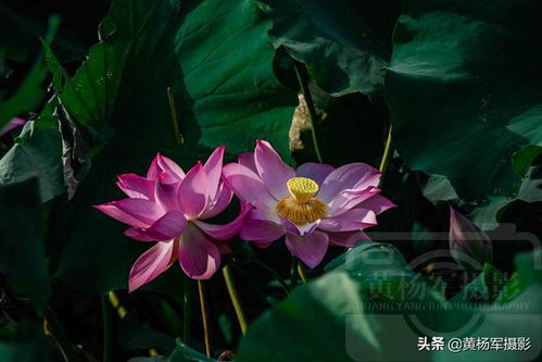 七月准备绽放的美丽花卉盘点,七月准备绽放的美丽花卉盘点,第1张