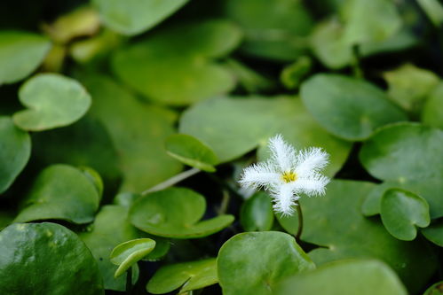从种植到饮用：探究树型金银花苗的全过程,从种植到饮用：探究树型金银花苗的全过程,第2张