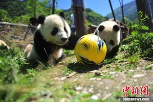 探秘大熊猫：从生活习惯到保护现状,探秘大熊猫：从生活习惯到保护现状,第1张