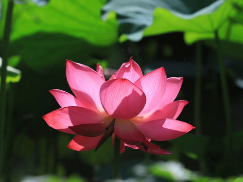 七月准备绽放的美丽花卉盘点,七月准备绽放的美丽花卉盘点,第3张