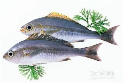 教你如何选择海钓饵料，提高钓鱼成功率！,教你如何选择海钓饵料，提高钓鱼成功率！,第3张