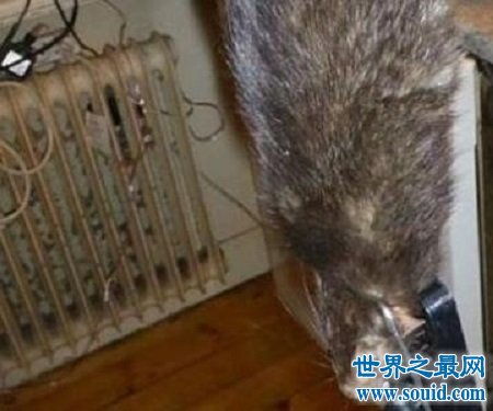 螨虫有多可怕？一篇详细介绍螨虫治疗的文章,螨虫有多可怕？一篇详细介绍螨虫治疗的文章,第3张