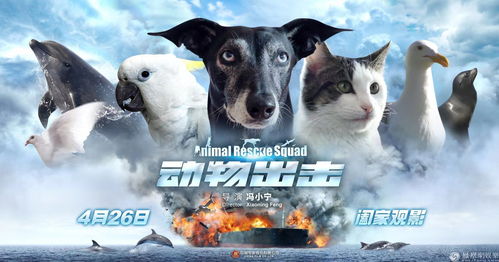 小八戒电影：一个萌宠的逆袭之路,小八戒电影：一个萌宠的逆袭之路,第2张