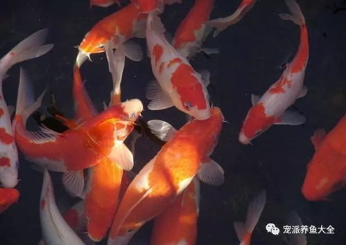 教你如何选择海钓饵料，提高钓鱼成功率！,教你如何选择海钓饵料，提高钓鱼成功率！,第2张