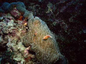 探秘世界上最神奇的海底博物馆-太平洋海底世界,探秘世界上最神奇的海底博物馆-太平洋海底世界,第2张