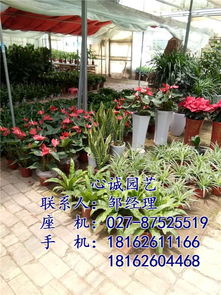 探访杭州城市绿化美-花卉租赁服务的价值与意义,探访杭州城市绿化美-花卉租赁服务的价值与意义,第1张