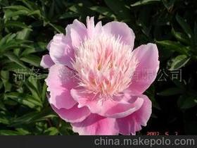 花卉爱好者必备！从花木在线购买种子的经验分享,花卉爱好者必备！从花木在线购买种子的经验分享,第3张
