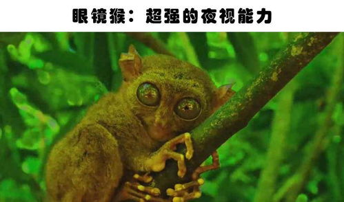 鹦鹉：不仅仅是一种鸟类,鹦鹉：不仅仅是一种鸟类,第1张