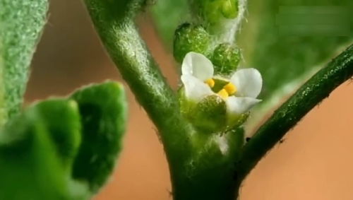 神秘植物"神草仙木"的传说和功效,神秘植物"神草仙木"的传说和功效,第1张