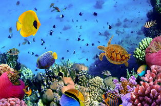 探秘世界上最神奇的海底博物馆-太平洋海底世界,探秘世界上最神奇的海底博物馆-太平洋海底世界,第3张