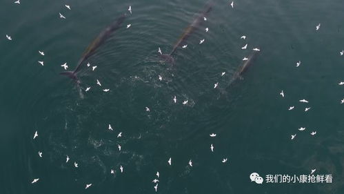 探寻鲸鱼之谜：解密海洋巨兽的奥秘,探寻鲸鱼之谜：解密海洋巨兽的奥秘,第1张