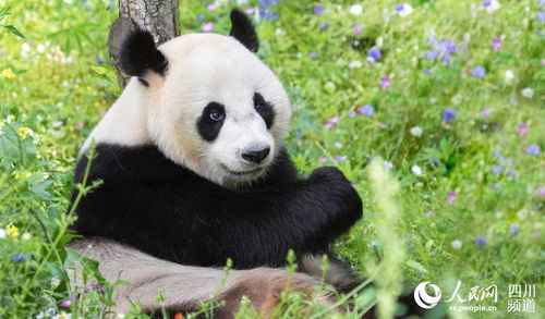 探秘大熊猫：从生活习惯到保护现状,探秘大熊猫：从生活习惯到保护现状,第2张